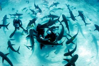 Scuba diving in the Bahamas with Caribbean reef sharks