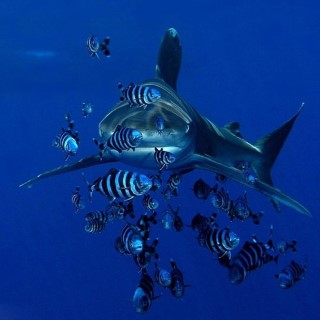 Oceanic whitetip sharks can be seen at Elphinstone