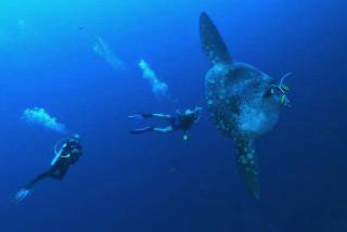 Diving in Bali with WAOW seafari at Nusa Penida for sunfish