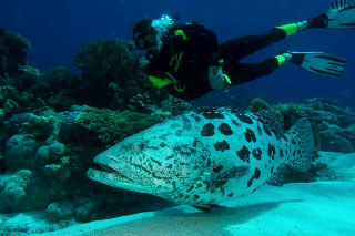 PADI Underwater Naturalist Specialty Course with Dive The World