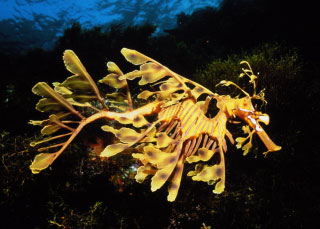 Leafy / Weedy Seadragon - South Australia scuba diving trips