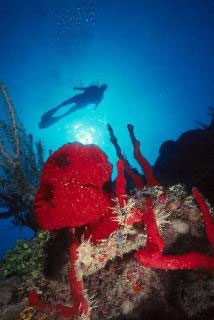 Colorful sponges and warm clear water are two of the Belize scuba diving attractions - photo courtesy of Belize Aggressor