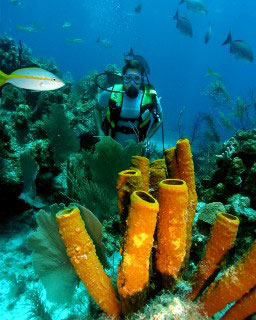 Diving at Lighthouse Atoll - photo courtesy of Belize Aggressor