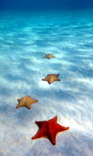 Starfish at Turneffe Atoll - photo courtesy of Blackbird Caye Resort