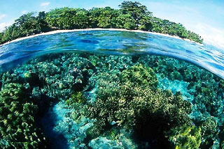 Snorkelling at Bunaken National Marine Park