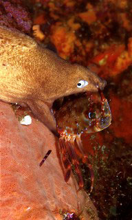 Moray eel killing a crab at Black Rock, Mergui - photo coutesy of Marcel Widmer - www.seasidepix.com