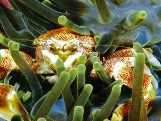 Porcelain crabs are found in anemones in the Mergui Archipelago - photo courtesy of Marcel Widmer www.Seasidepix.com