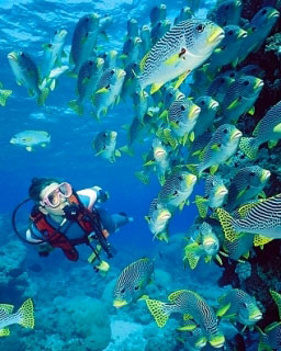 Diving the Great Barrier Reef, as Kate Hudson loves to, the fish don't know who you are - photo courtesy of Scubapro