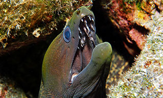 You will see many morays and many species of moray at Caño Island