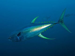 Yellowfin tuna from the Conservation International press release 'New Cocos Marine Protected Area' - photo courtesy of © Jason Bradley/bradleyphotographic.com