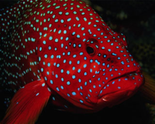 Red coral trout are common in Koh Tarutao, southern Thailand