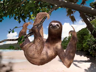 This sloth seems to agree that Costa Rica is the happiest country on earth