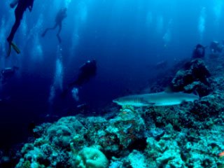 Diving with reef sharks in the Maldives - photo courtesy of ScubaZoo