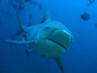 Whitenose, the bull shark, Shark Reef, Viti Levu - photo - Beqa Adventures