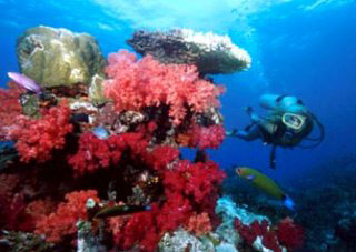 Diving in Taveuni with bommies covered in red soft corals - photo courtesy of Garden Island Resort