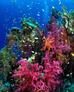 Diving in Bligh Water: Soft coral scenery - photo courtesy of the Fiji Aggressor Fleet