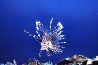 Common lionfish. Diving in Vanua Levu - photo courtesy of Mike Greenfelder