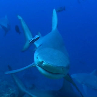 Flop the bull shark, poses for a photo opp. - photo courtesy of Beqa Adventures, Pacific Harbour