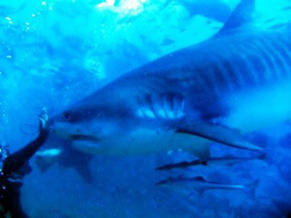 Tiger sharks are likely to be encountered, whether you like it or not, when diving at Pacific Harbour with Waidroka!