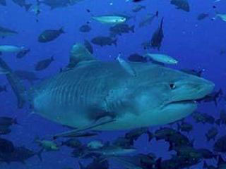 Scarface the tiger shark, surrounded by giant trevallies and fusiliers in Viti Levu - photo courtesy of Beqa Adventures