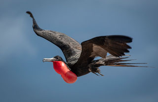 A male frigatebird flies overhead at North Seymour Island, Galapagos - photo courtesy of Mike Fitzgerald