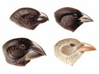 Galapagos finches, one of Darwin's ship research subjects
