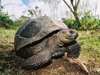 Galapagos Giant Tortoise - photo courtesy of Galapagos Sky