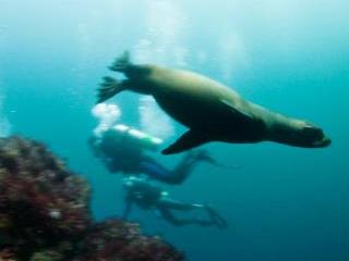 Dive with sea lions in the Galapagos Islands - photo courtesy of Michelle Benoy-Westmorland