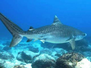 A young tiger shark in the Galapagos