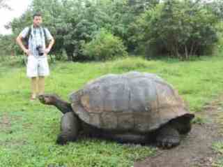 Giant Galapagos tortoise - photo courtesy of Gavin Macaulay