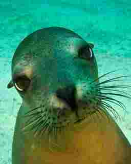 Sea lions are curious and playful creatures underwater - photo courtesy of Aqua Blue Dreams, Galapagos Sky