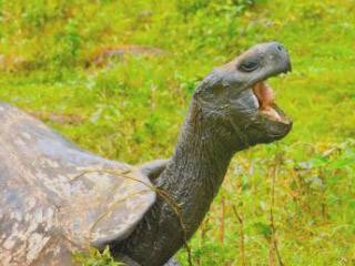 The Galapagos tortoise - photo courtesy of Gavin Macaulay