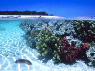 Underwater scenes from Northwest Island, GBR, Queensland