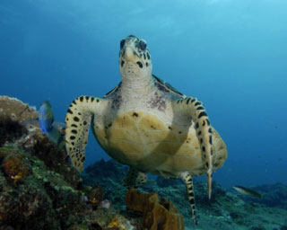 Hawksbill turtles are common in the Similans - photo coutesy of ScubaZoo