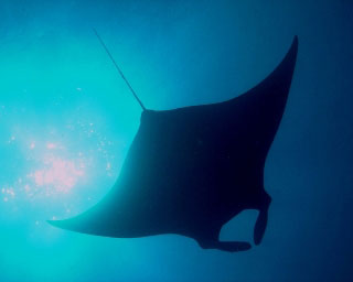 Diving at Hin Daeng and Hin Muang: Manta rays frequent this part of the Thailand's Andaman Sea - photo by Sheldon Hey