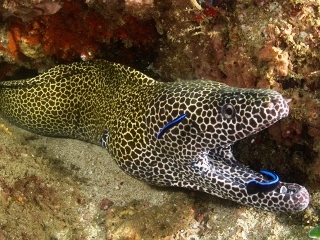 Image result for moray eel pictures