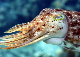 Cuttlefish, Komodo National Park - photo courtesy of friends of Pindito