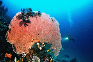 Diving in Flores: Gorgonian sea fan with black crinoids - photo courtesy of Indo Aggressor