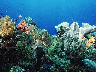 Leather corals are everywhere in the Togian Islands, Sulawesi. Photo courtesy of Cary Yanny
