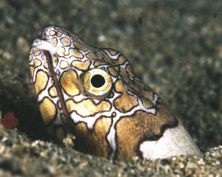 Snake eels can be found night diving in Alor - photo courtesy of Cary Yanny