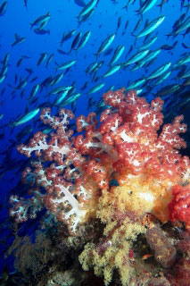 Blue-dash fusiliers and dendronephthya soft corals in the Banda Sea - photo courtesy of Richard Buxo Blue-dash fusiliers and dendronephthya soft corals in the Banda Sea - photo courtesy of Richard Buxo