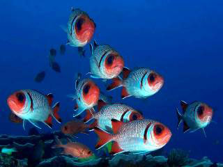 Sumbawa Diving: School of splendid soldierfish - photo courtesy of Ricard Buxo - Ondina