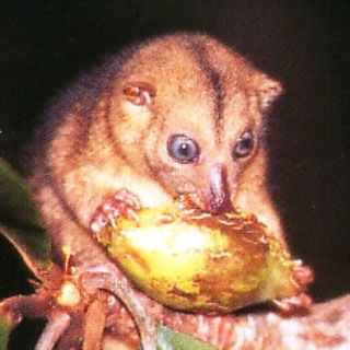 Tarsier - can be found on the Togean Islands. Sulawesi has the most species in the world