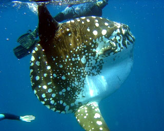 Snorkelling with a sun fish in Komodo - photo courtesy of Enrique Buxo of Ondina