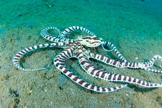 The wonderpus octopus can be found in Indonesia and Malaysian Borneo - photo courtesy of ScubaZoo