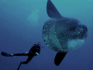 Mola Mola with Lembongan diver - Dive The World Indonesia