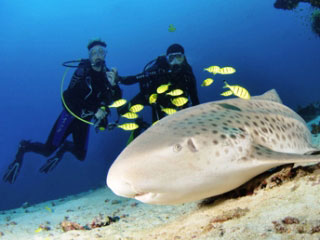 Diving with leopard sharks in the Maldives - photo courtesy of Josef Hochreiter