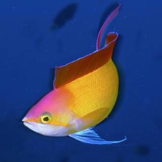 Golden Anthias of the Maldives - photo courtesy of Maldives Aggressor