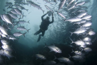Diving with schools of jacks in the Maldive Islands
