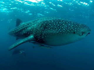 Diving with whale sharks and manta rays in the Maldives - photo courtesy of ScubaZoo
